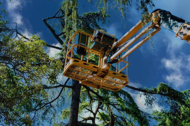 Best Aeration Services  in Westgate, FL